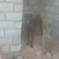 سگ بومی|سگ|برخوار, |دیوار