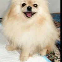 پامرین خرسی