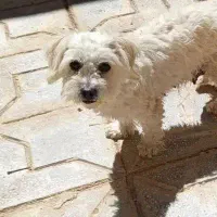 شیتزو تریر ماده