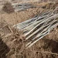 نهال اسرایلی گردو