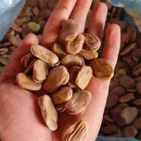 باقالا درشت درجه یک بذری|خوردنی و آشامیدنی|بهشهر, |دیوار