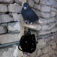 کبوتر یال زرد|پرنده|مرودشت, دولت آباد|دیوار