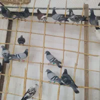 30دونه کفتر بازی