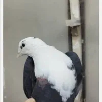 کربلایی ماده