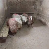بره نر باقصاب ۲۴ساعته تمام وقت|حیوانات مزرعه|تهران, باغ فیض|دیوار