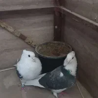 کفتر  پشتدار غریب برج|پرنده|کرج, شهرک اوج|دیوار