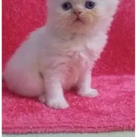 پرشین کت سفید چشم آبی|گربه|رشت, گلسار|دیوار