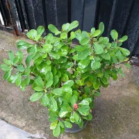 گل های زینتی و آپارتمانی