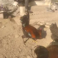 خروس چهل تاج سالم|حیوانات مزرعه|نوشهر, |دیوار