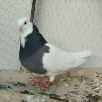 طوقی