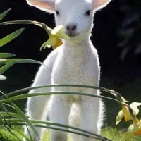 بره نر ماده