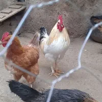 خروس‌پنج‌انگشت‌زینتی‌سالم