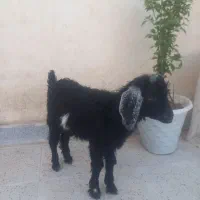 بزغاله نر