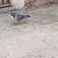 کفتر رسمی وریشی