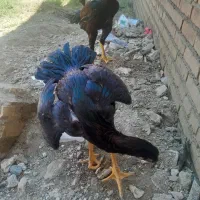 خروس لاری