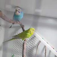 جفت مولد مرغ عشق با جوجه رینبو