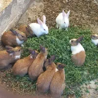 خرگوش فقدو فقد ۱۰۰تومن