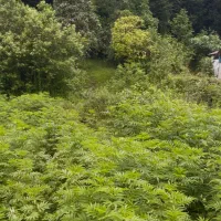 فروش زمین پلاک یک جنگل متل قو|فروش زمین و ملک کلنگی|سلمان‌شهر, |دیوار