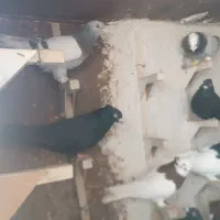 کبوتر رنگی|پرنده|شیراز, گویم|دیوار