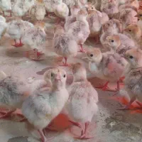 فروش جوجه بوقلمون بوربون