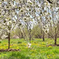 باغ ویلا دماوند جابان|فروش خانه و ویلا|دماوند, دماوند|دیوار