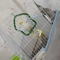 عروس هلندی|پرنده|یزد, |دیوار