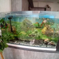 گلدفیش رد کپ و بوفالو