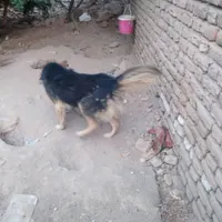 با کفتر معامله میکم  ۴۰۰۰/۰۰۰تومان