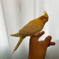 طوطی عروس هلندی مولد|پرنده|لنگرود, |دیوار