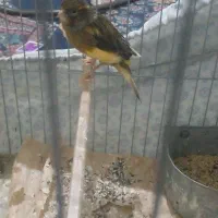 قناری ماده معامله|پرنده|فسا, |دیوار