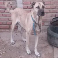 سگ نر گله ای و نگهبان