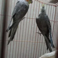 ۲ عددعروس هلندی طوطی قناری مرغ عشق مرغ مینا|پرنده|تفت, |دیوار