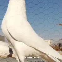 کبوتر سفید پاک پریده خورمیز