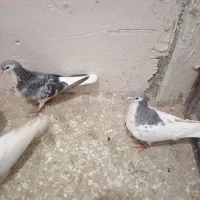 کفتر|پرنده|کاشمر, |دیوار