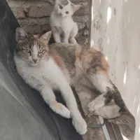 واگذاری گربه و بچه گربه