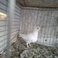 کبوتر پرشی، به شرط