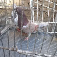 سره قناری کفتر پرون|پرنده|ری, ولی آباد|دیوار