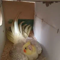 یک جفت عروس هلندی نروماده سخنگو ودستی