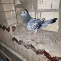 کفتر