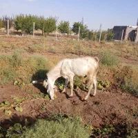 بز نر