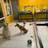 هتل پانسیون سگها شرق و شمال شرق