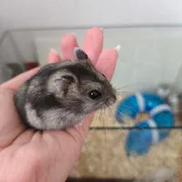 همستر (نژاد مینیاتوری)