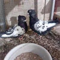 کبوتر آلمانی سینه سیاه طوقی و سرخ|پرنده|مشهد, عبادی|دیوار