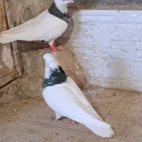 کفتر هفترنگ وکله|پرنده|فردوس (خراسان), |دیوار