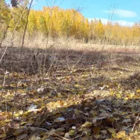 باربند ایسوزو عشایری