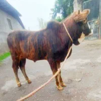 ورزا کوله  پلنگ ماستی