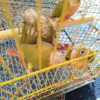 گرینچیک سرلاکی