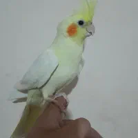 عروس هلندی لوتینو البینو دوکت اهویی گلباقالی|پرنده|مشهد, انصار|دیوار