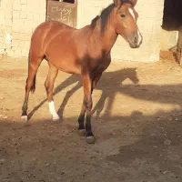 فروش اسب|اسب و تجهیزات اسب‌سواری|مراغه, |دیوار