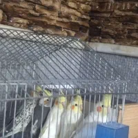 ی جفت عروس هلندی  همراه با ۳تا جوجه عروس دو ماهه|پرنده|بیضا, |دیوار